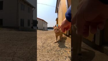 茶トラちゃん#猫島 #小呂島の猫 #小呂島 #島猫 #Cat #猫  #ぬこ #外猫 #kitten #catisland #shorts【感動猫動画】