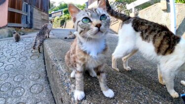 漁業の街の路地裏に座ると猫が集まってきて回りで寛ぎだし大規模な猫集会になった【感動猫動画】