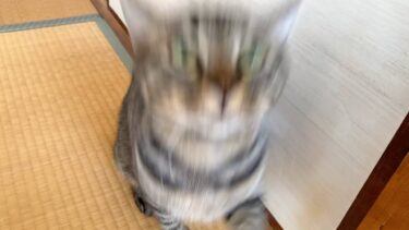 飼い主の顔面めがけて発射される狂暴猫型ロケットがこちら…　まとめ【てん動画】