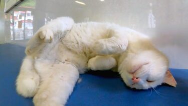 フェリー乗り場の待合室で雨宿りする白猫ちゃん【感動猫動画】