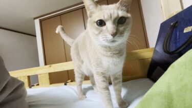SPとして息子の身の安全を確保する猫【ひのき猫】