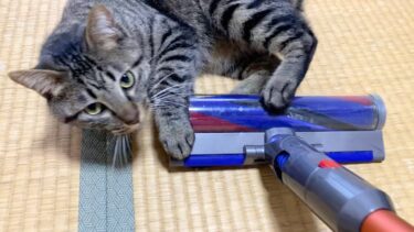 掃除機に対して好戦的な狂暴猫がとった行動が…【てん動画】