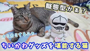 しまむらで買ってきたちいかわグッズを飼い主以上に目いっぱい堪能する猫達☆鎧さんと猫・冷感ケットでころころ最高！収納されたい猫【リキちゃんねる　猫動画】 キジトラ 猫のいる暮らし