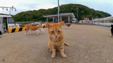 漁港の猫「今日は大漁だニャン」【感動猫動画】