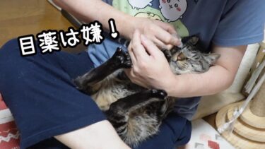 猫はうなぎ？液体？☆目薬が嫌な猫の抵抗の仕方が可愛い☆ガーちゃんの災難【リキちゃんねる　猫動画】 キジトラ 猫のいる暮らし