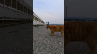 お魚くわえたドラ猫 #猫島 #野良猫 #自由猫 #外猫 #Cat #猫  #ぬこ #子猫 #kitten #catisland #shorts【感動猫動画】