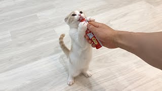 生まれて初めてチュールを食べた子猫が美味しさのあまりこうなっちゃいましたw【もちまる日記】