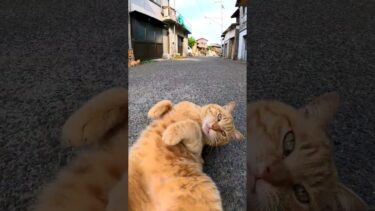 漁港の街で出会った茶トラ猫、撫でるとゴロンゴロン転がってカワイイ#猫島 #野良猫 #自由猫 #外猫 #Cat #猫  #ぬこ #kitten #catisland #shorts【感動猫動画】