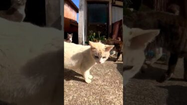 オレ「そろそろ帰ります」 猫軍団「待てー!」#猫島 #野良猫 #自由猫 #外猫 #Cat #猫  #ぬこ #子猫 #kitten #catisland #shorts【感動猫動画】