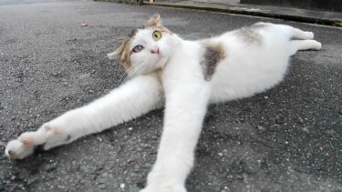 居酒屋横の路地裏にいた猫を撫でるとゴロンゴロンと転がってカワイイ【感動猫動画】