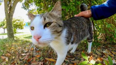 海辺の公園に住んでいる猫のパトロールに付いていってみた【感動猫動画】
