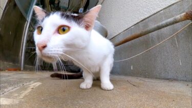 恐る恐るカメラに近づいてくる野良猫がカワイイ【感動猫動画】