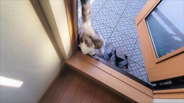 折角中へ入ってくれたペポ🐈だったが扉を閉めようとした瞬時にああなった☝【CuteWoo】