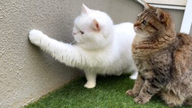 ５日ぶりにカマキリに占領された中庭に猫を出してみたら…。【ポムさんとしまちゃん / ねこべや】