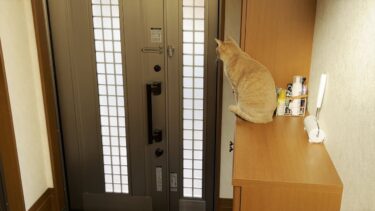 息子のお見送りにギリ間に合わなかった猫が切ない【ひのき猫】