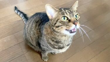 飼い主に凶暴だった猫がついに甘えてきました…【てん動画】