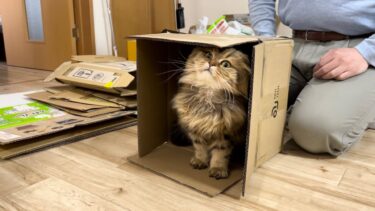 部屋の片付けをお手伝いしにきた猫【ちょりちゃみチャンネル】