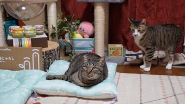 目の前をビュンビュン駆け抜けていく弟猫と動じないお兄ちゃん猫【リキちゃんねる　猫動画】 キジトラ 猫のいる暮らし