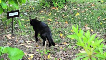 植物園で黒猫が足を引きずって歩いてたので大丈夫なのか追跡してみたら😲【CuteWoo】