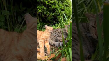仲良し二人組#猫島 #野良猫 #自由猫 #外猫 #Cat #猫  #ぬこ #子猫 #kitten #catisland #shorts【感動猫動画】