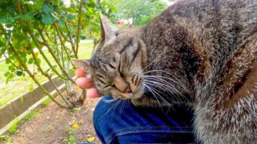 土手の下に猫が寂しそうに座っていたので近づいてナデナデすると喜んで膝の上に乗ってきた【感動猫動画】