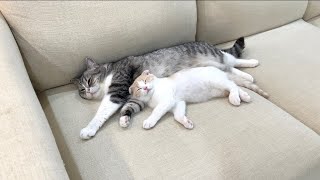 初めて兄弟でお留守番してもらったら猫たちがこうなってました…笑【もちまる日記】