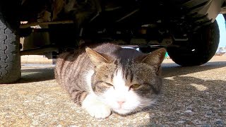 車の下でゴロゴロ寝転ぶ猫がかわい過ぎる【感動猫動画】