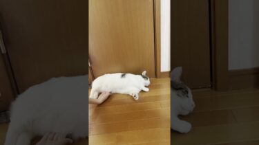 猫がトイレの前で落ちているのだと思ったら・・・【ひのき猫】