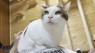 お父さんのお腹の上はすぐに飽きる猫【ひのき猫】