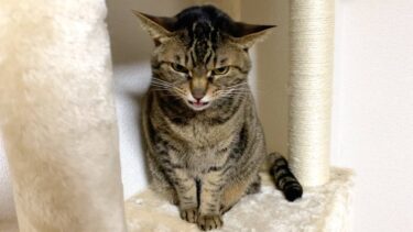 1日ぶりに帰宅したら猫が唸りながらブチギレて襲ってきた…【てん動画】