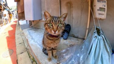 島の通りを歩くと猫が挨拶してきた【感動猫動画】
