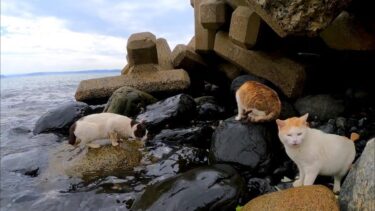 波に打たれながら岩場で食料を探す島の猫【感動猫動画】