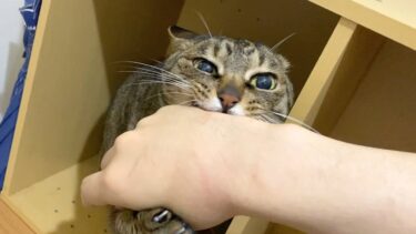 家の中に侵入した不審者を撃退する賢すぎる猫…【てん動画】