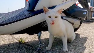 スクーターの下にいた白猫ちゃん、ナデナデすると付いてくるようになった【感動猫動画】