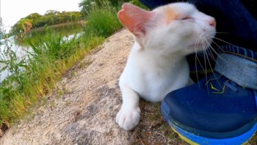 池の畔にいた猫をナデナデするとゴロゴロ言いながら擦り寄ってきてカワイイ【感動猫動画】