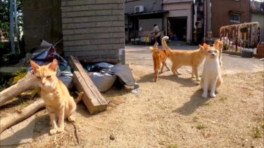 島の小学校の登校風景、生徒は猫しかいません【感動猫動画】