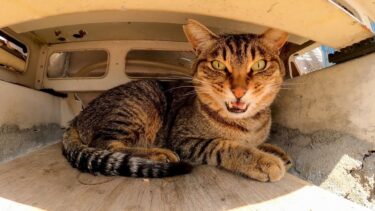 日陰から何か言ってる島の猫ちゃん【感動猫動画】