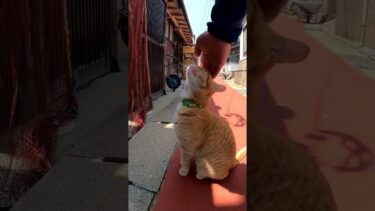 茶トラくんカワイイ#猫島 #野良猫 #自由猫 #外猫 #Cat #猫  #ぬこ #子猫 #kitten #catisland #shorts 　【感動猫動画】