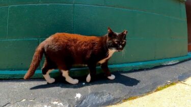 漁協勤務から帰宅する島の猫【感動猫動画】