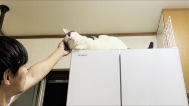 少しずつフレームアウトしていく豆大福【ひのき猫】