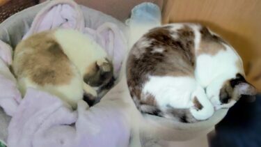 うちのペポ🐈に似た飲み屋街の猫を再び見に来たら母猫と初対面！😹【CuteWoo】