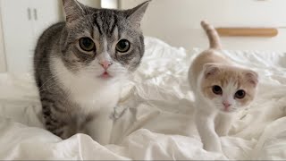 寝坊したらお腹を空かせた猫たちが目の前でこうなってました…【もちまる日記】