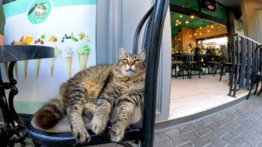 トルコのカフェでは特等席は猫のもの【感動猫動画】