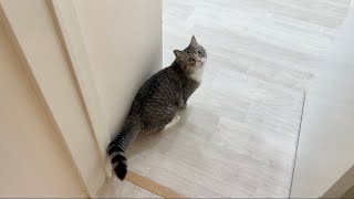 一緒にお昼寝したくてベッドまで案内してくる猫がかわいすぎました…笑【もちまる日記】