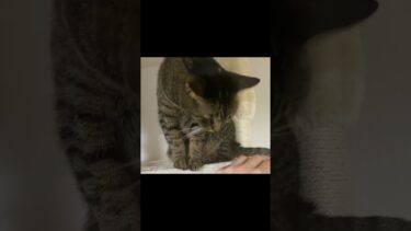 何もしてないの噛んでくる凶暴猫…【てん動画】