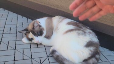 俺が呼んでも起きなかったペポ猫を近所の犬が呼んだ結果🐶【CuteWoo】