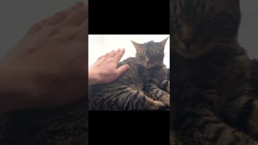 睨みつけてくる猫を寝かしつけようとした結果…【てん動画】