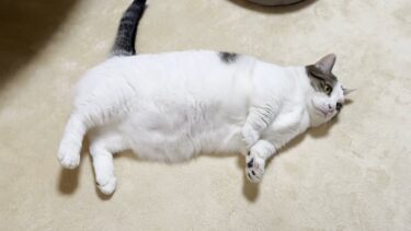 重量級の猫はいつもこんな感じで落ちていきます【ひのき猫】