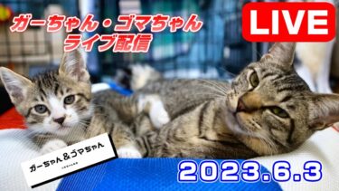【仲良し兄弟ねこ】ガーちゃん＆ゴマちゃんライブ  2023.6.3　生配信【リキちゃんねる・猫LIVE・猫のいる毎日は楽しい】