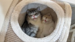 猫たちがどこにもいなくて家中探し回ったらまさかのこうなってました…【もちまる日記】